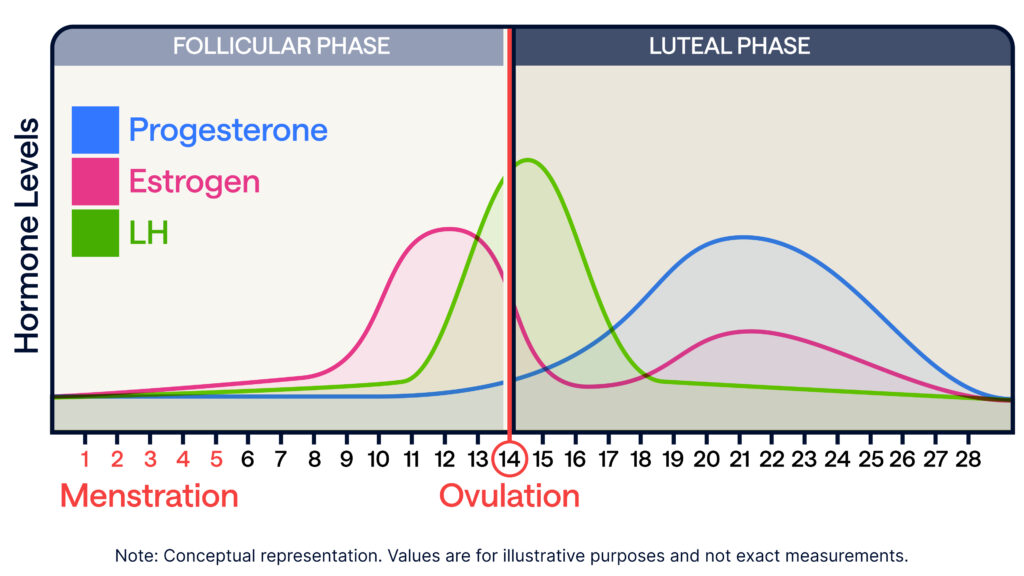 Hormone levels across the menstrual cycle, divided into the follicular phase (days 1&ndash;13), ovulation (day 14), and luteal phase (days 15&ndash;28). The chart shows three hormone levels: LH (green), which spikes sharply at ovulation; Estrogen (pink), which rises gradually and peaks just before ovulation; and Progesterone (blue), which remains low in the follicular phase and peaks in the luteal phase. Menstruation occurs during days 1&ndash;5, and ovulation occurs on day 14. The chart is a conceptual representation and not to scale.